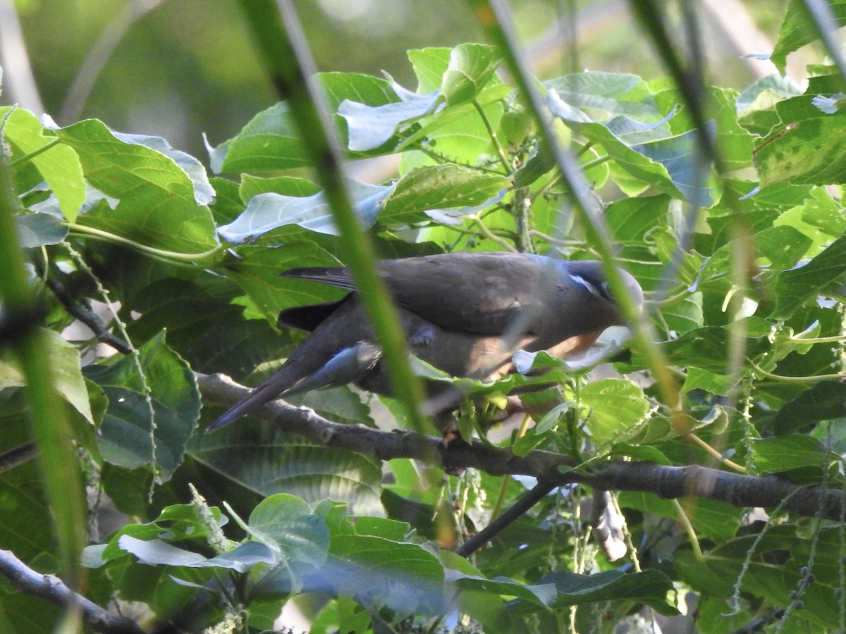 White-eared Brown-Dove - ML612054277