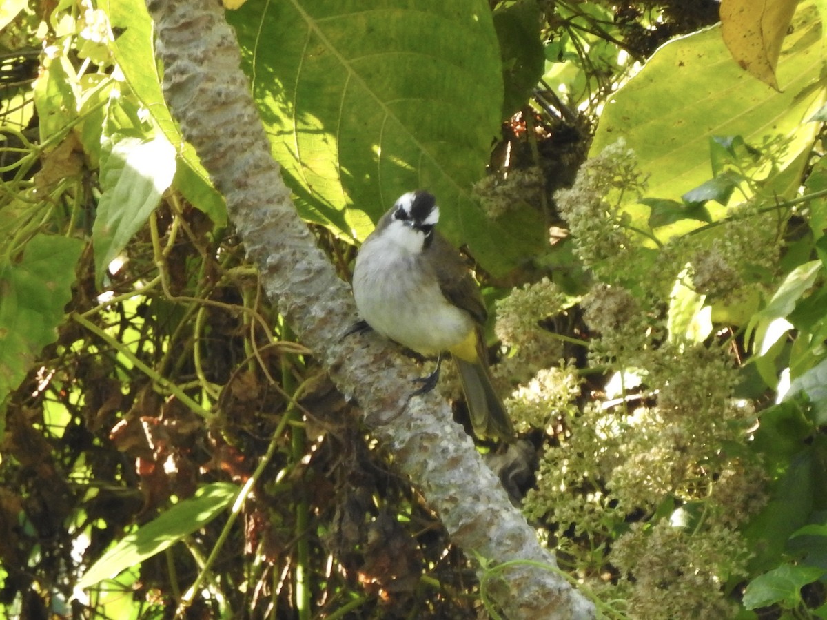 Yellow-vented Bulbul - ML612054280