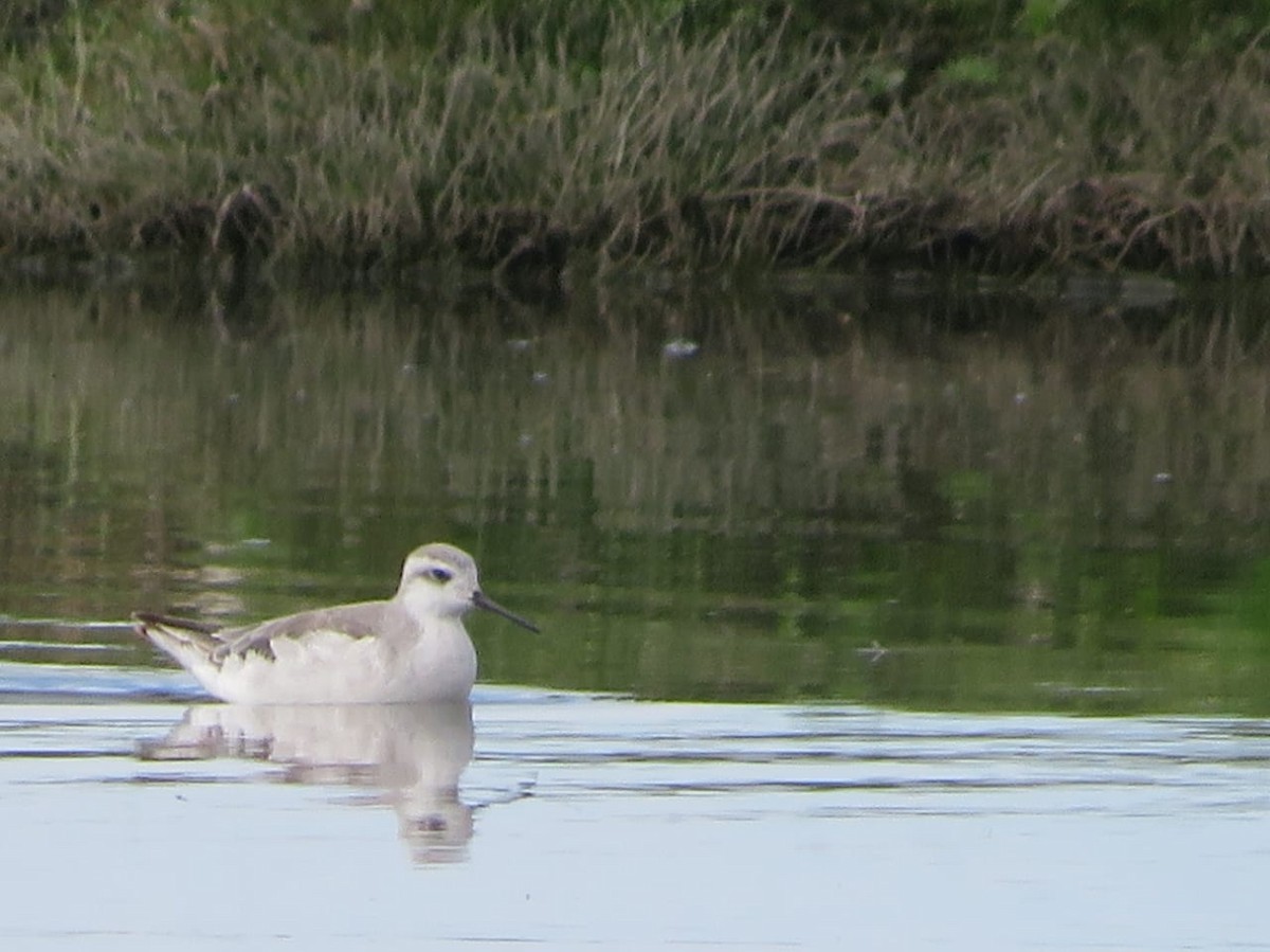 Wilson's Phalarope - ML612054294