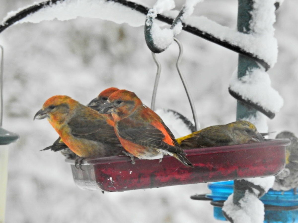 Red Crossbill - ML612054309