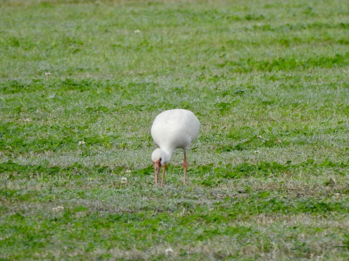 ibis bílý - ML612054311