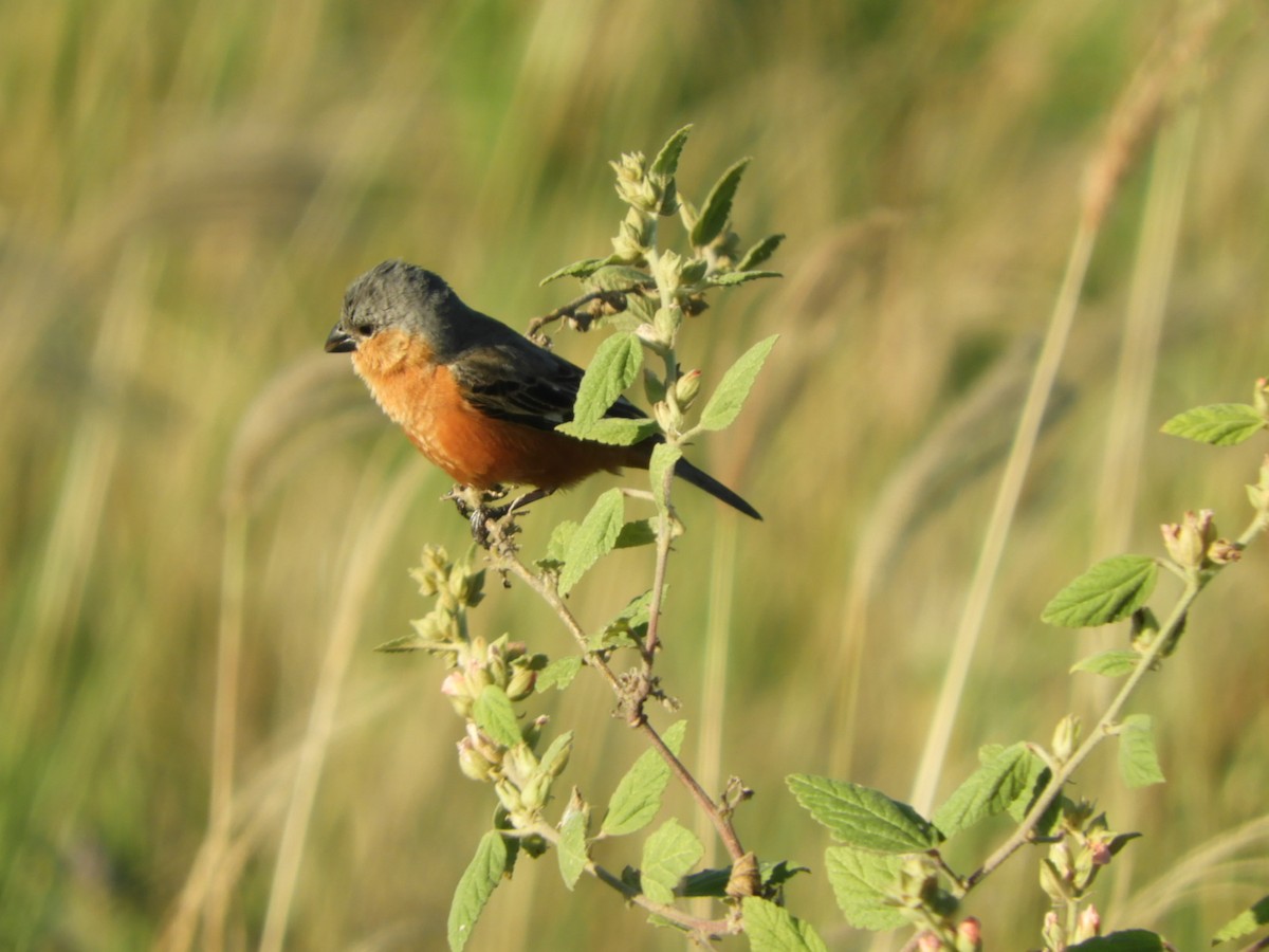 Tawny-bellied Seedeater - Silvia Enggist