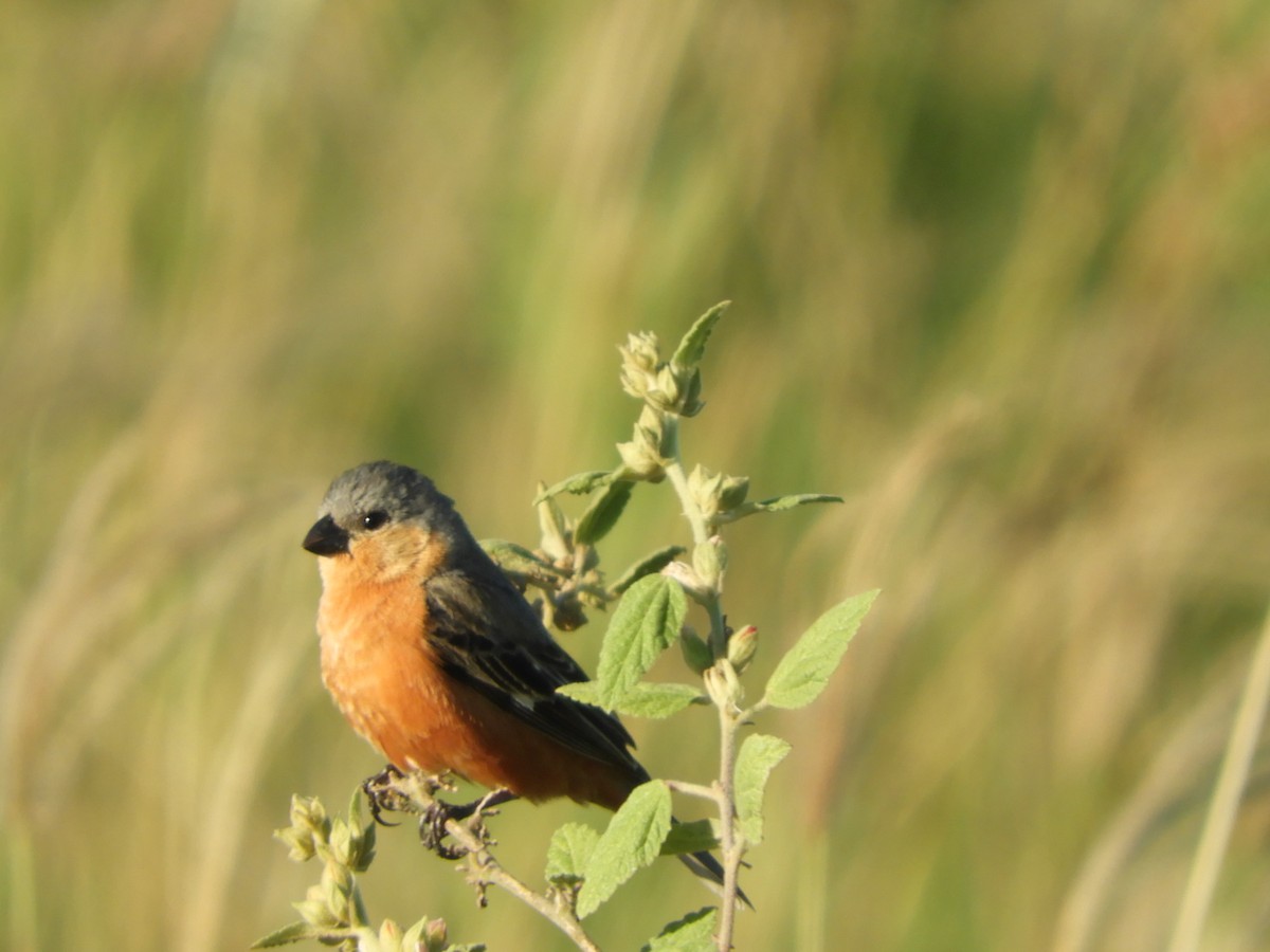 Tawny-bellied Seedeater - Silvia Enggist