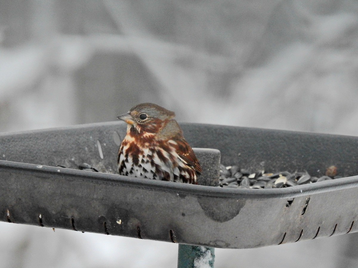 Fox Sparrow - ML612054329