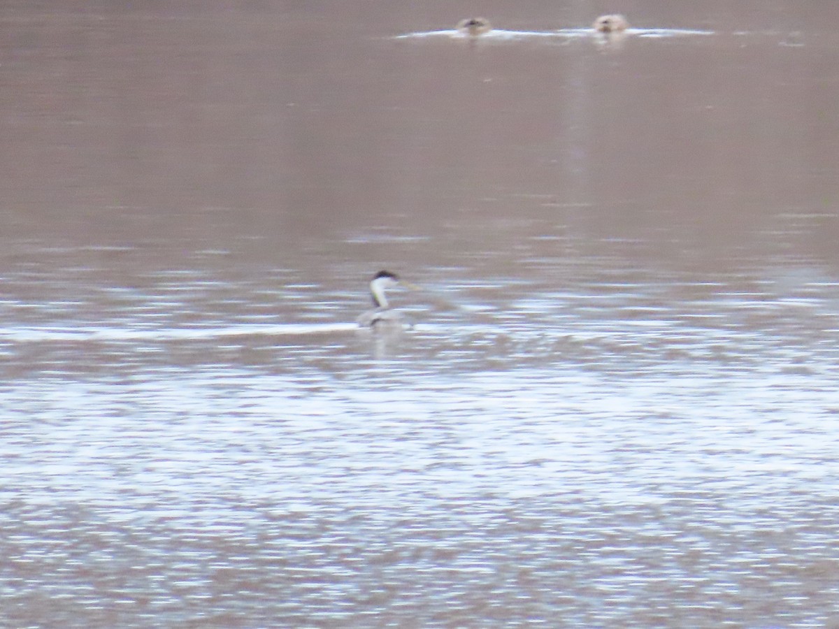 Western Grebe - ML612054350