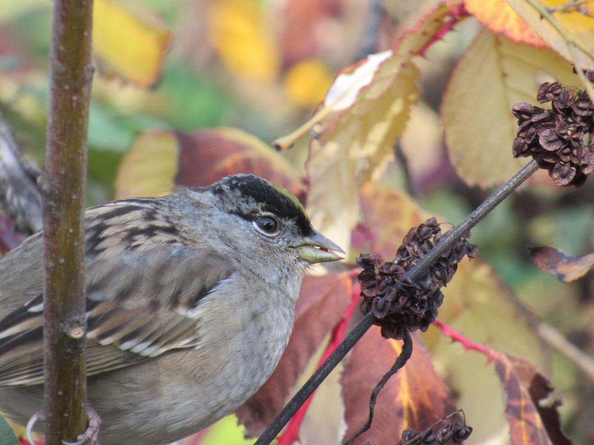 Golden-crowned Sparrow - Daniel Gillingwater