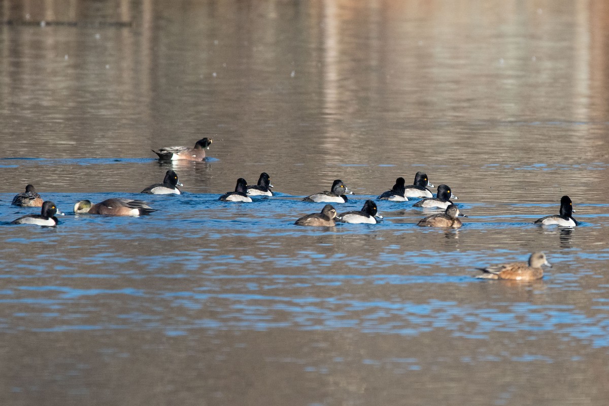 Ring-necked Duck - ML612054703