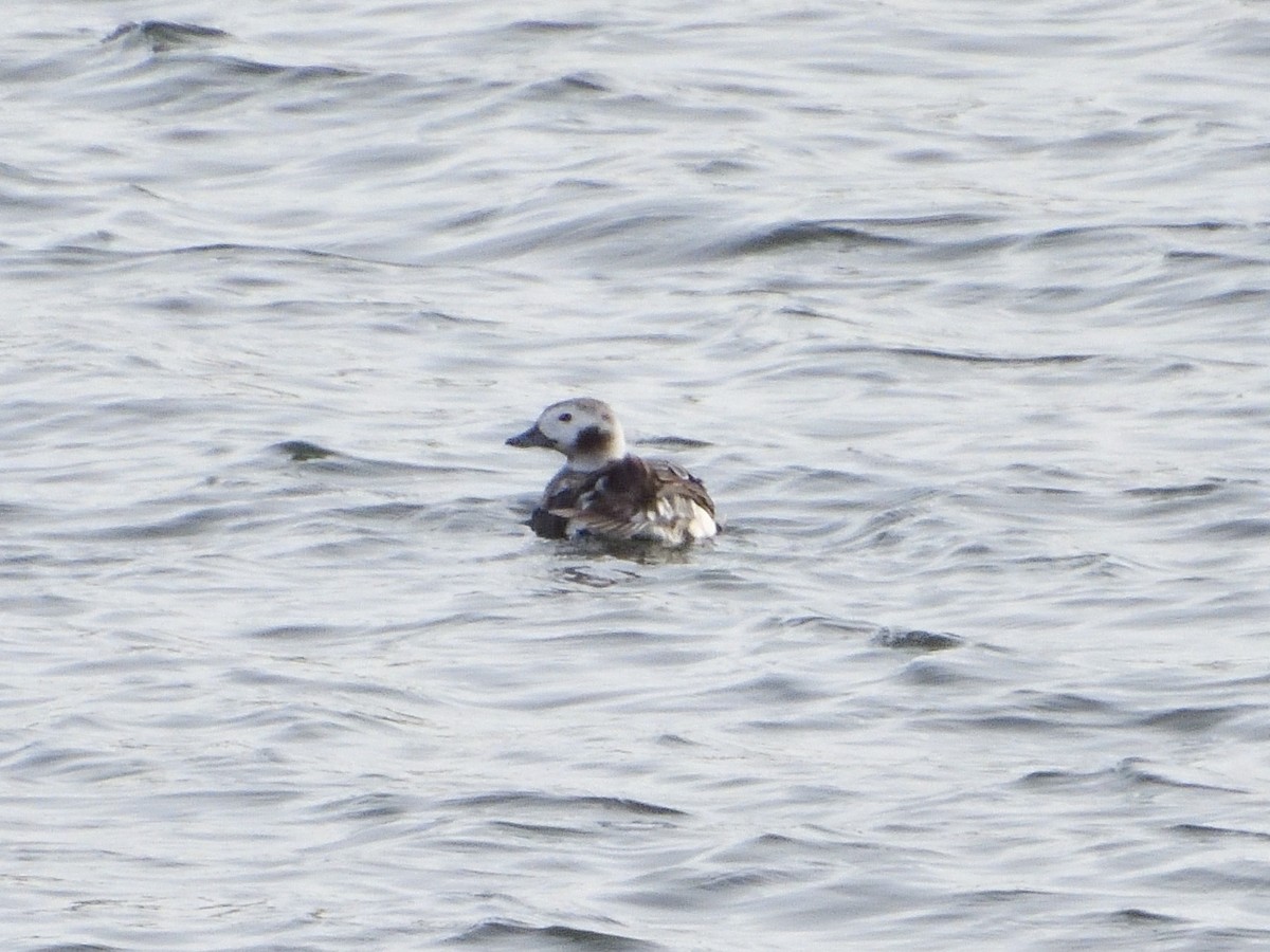 Long-tailed Duck - ML612054738