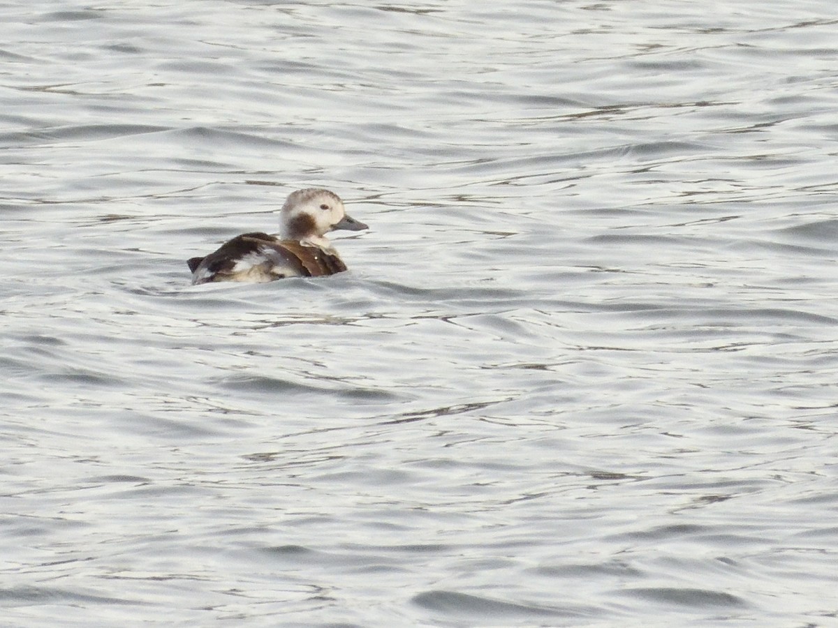 Long-tailed Duck - ML612054739