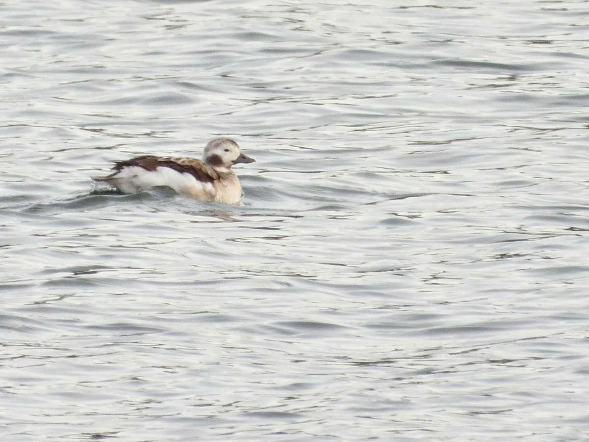 Long-tailed Duck - ML612054740