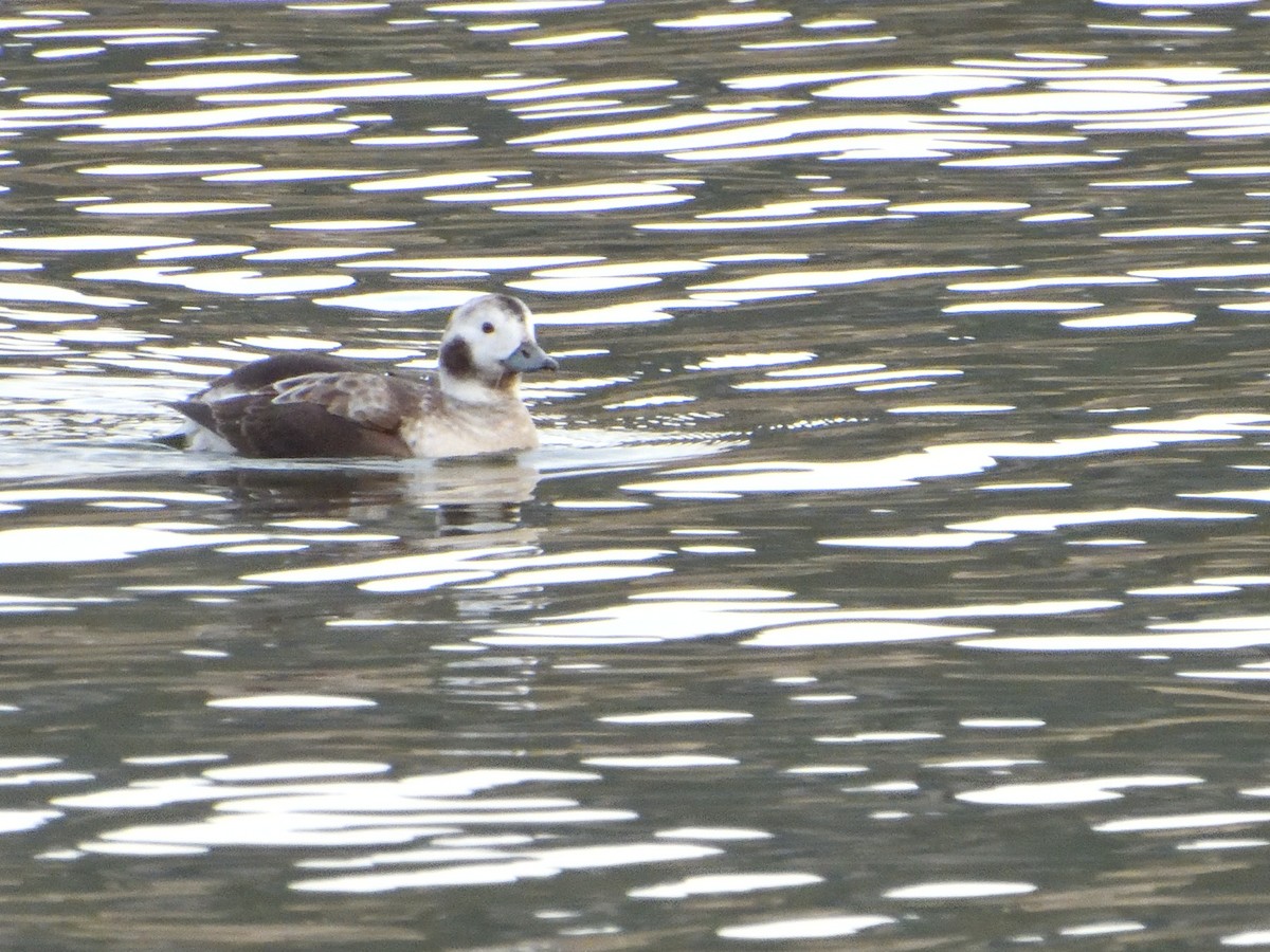 Long-tailed Duck - ML612054741