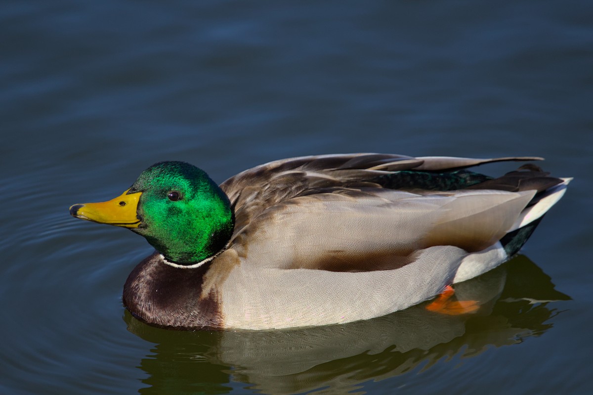 Mallard - ML612054813