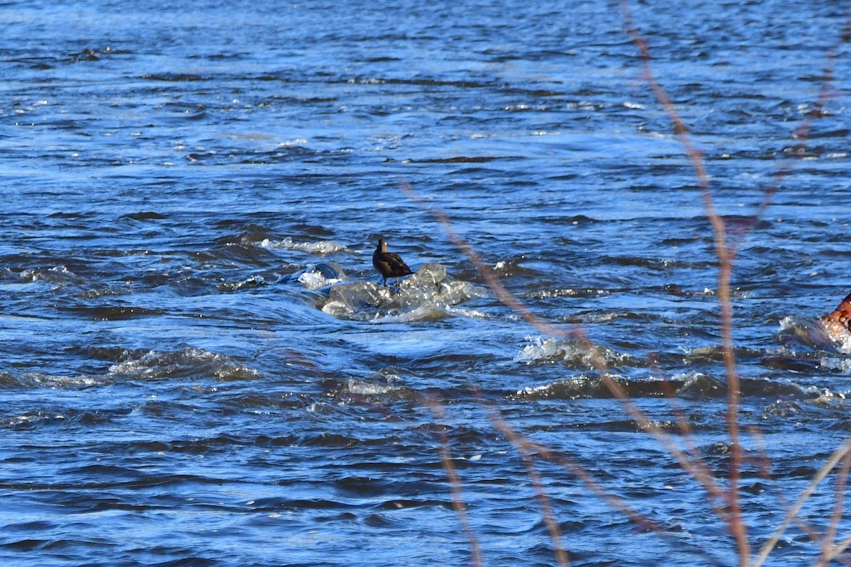 Harlequin Duck - Vinobha Pannerselvam