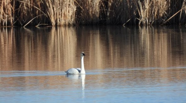 Trumpeter Swan - Amy Halderman