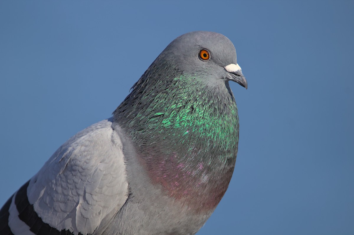 Rock Pigeon (Feral Pigeon) - ML612054926