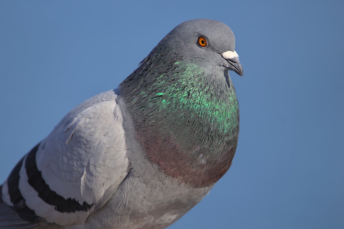 Pigeon biset (forme domestique) - ML612054927
