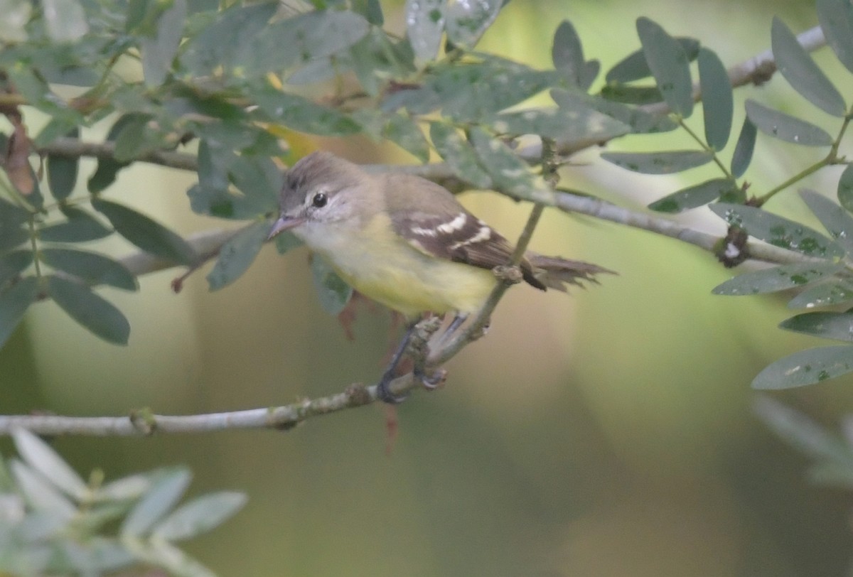 Southern Beardless-Tyrannulet (Northern) - ML612055023