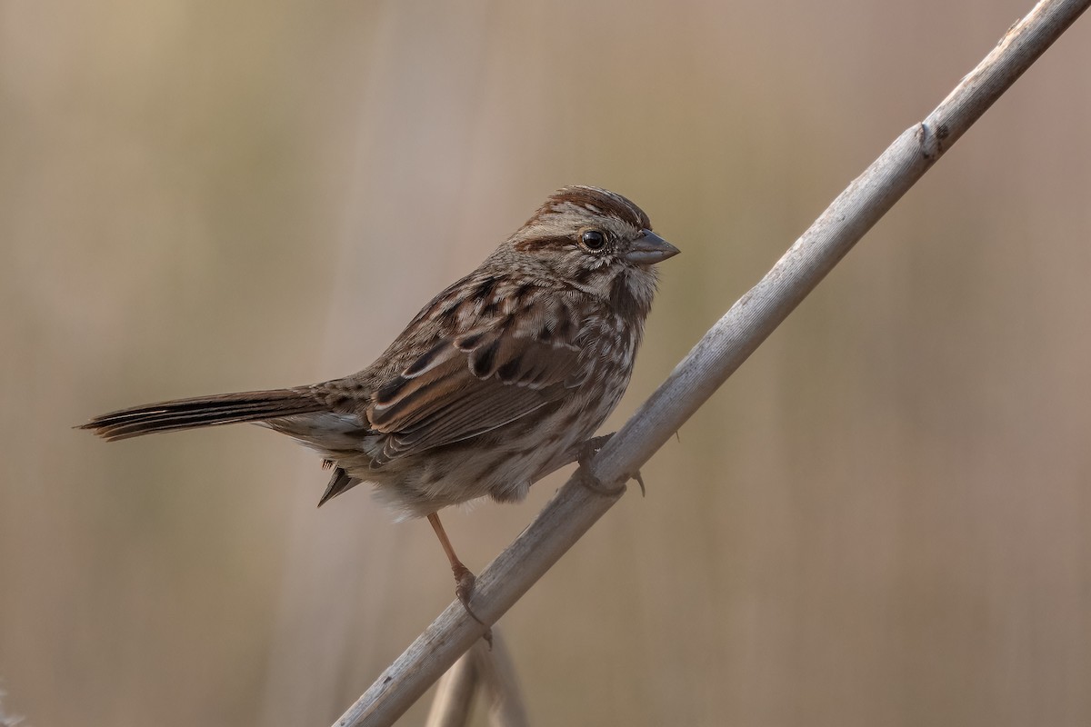 Song Sparrow - ML612055082