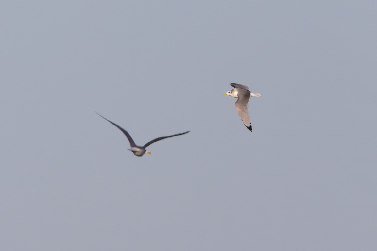 Black-legged Kittiwake - ML612055212