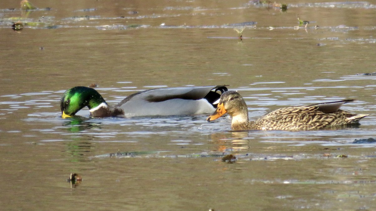 Canard colvert - ML612055368