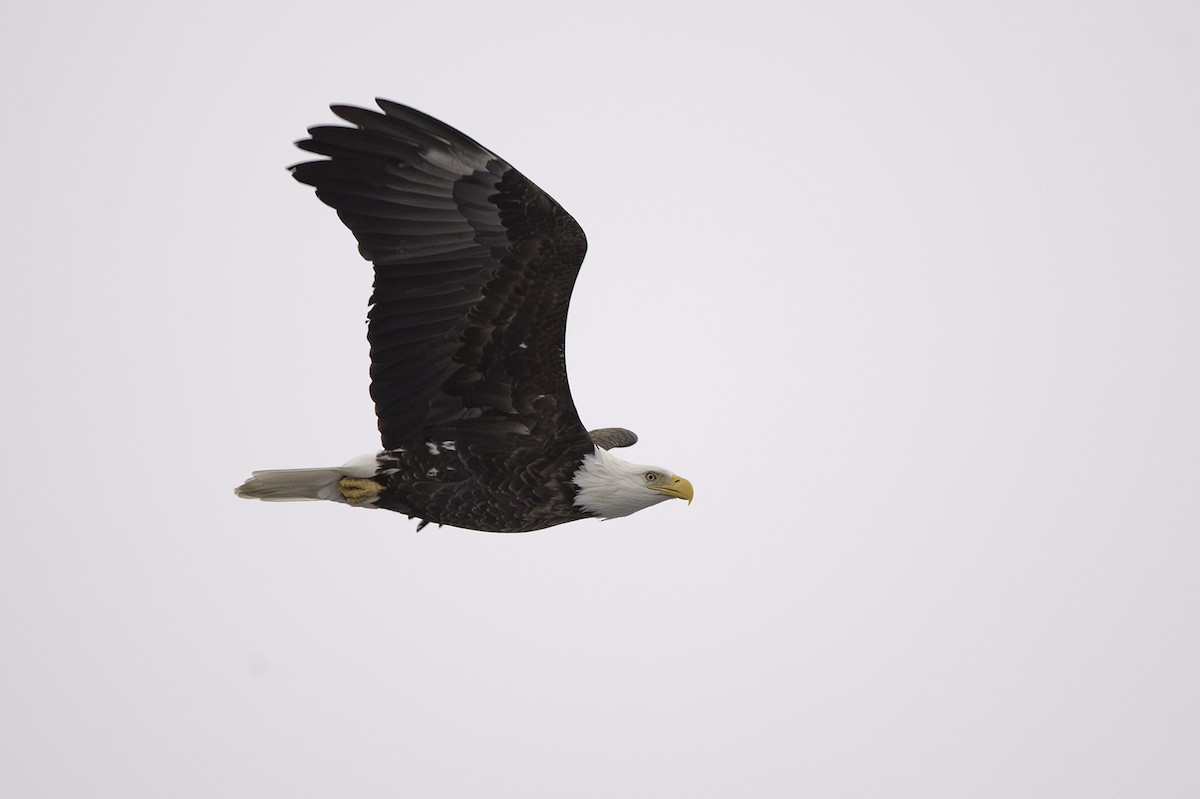 Bald Eagle - ML612055434