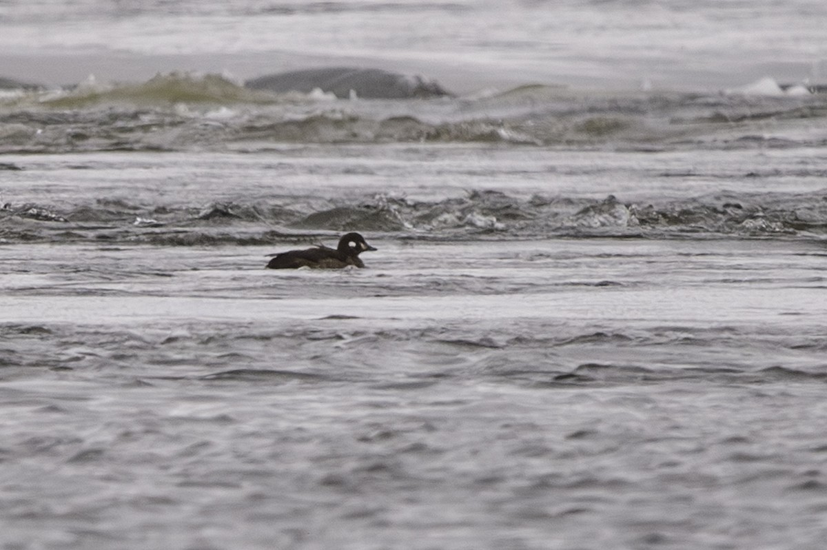 Harlequin Duck - ML612055445