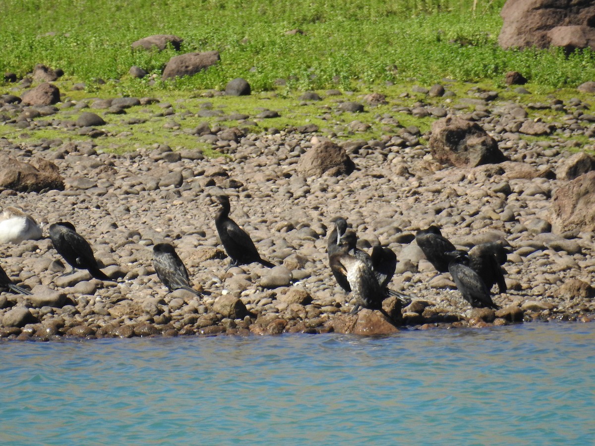 Neotropic Cormorant - ML612055527