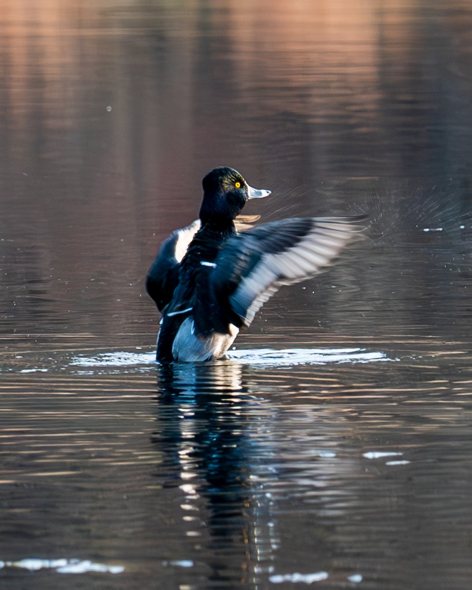 Ring-necked Duck - Peter Rosario