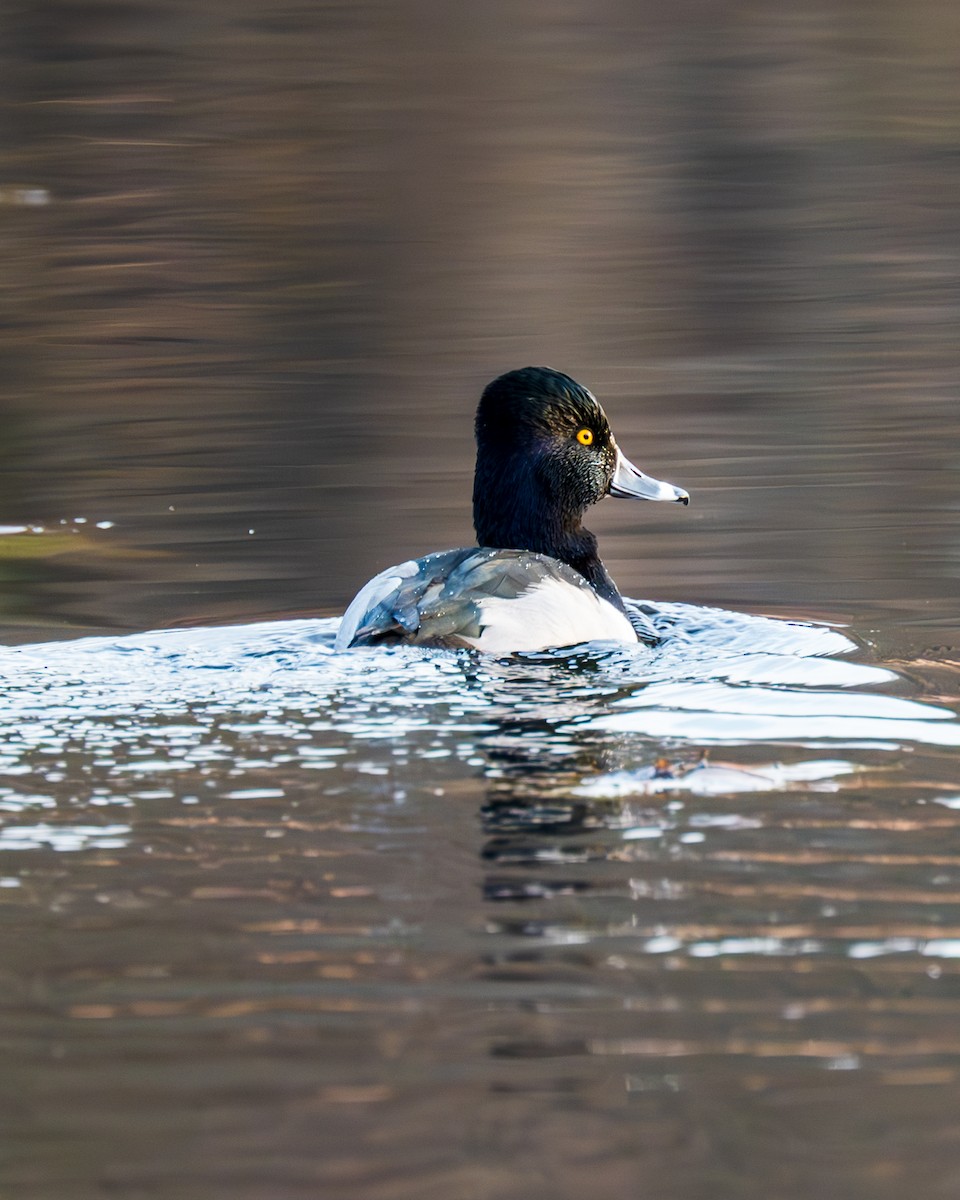 Ring-necked Duck - ML612055582