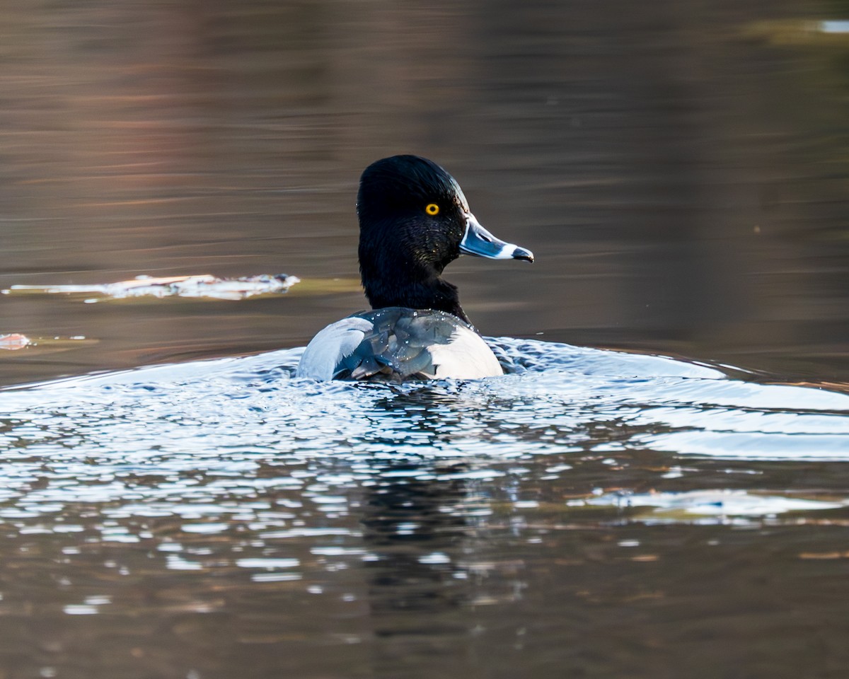 Ring-necked Duck - Peter Rosario