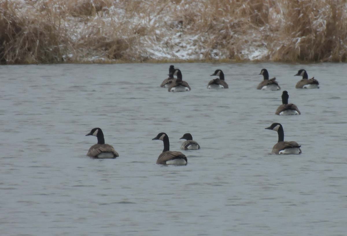 Brant - ML612055593