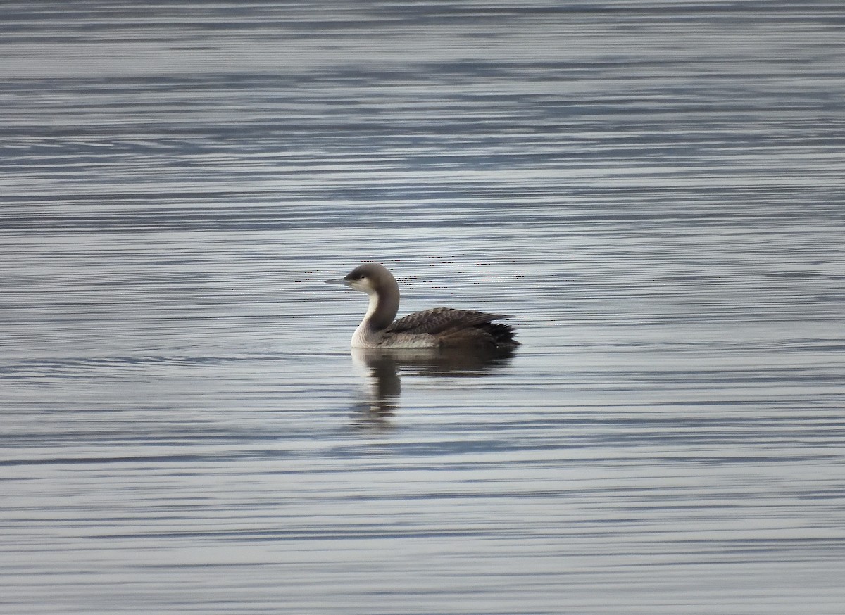 Pacific Loon - ML612055668