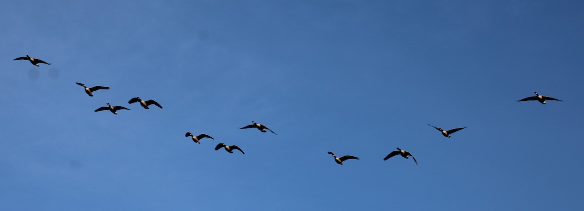 Canada Goose - Samuel Harris