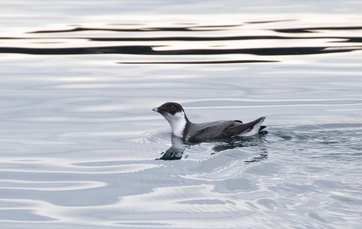 Ancient Murrelet - ML612055757