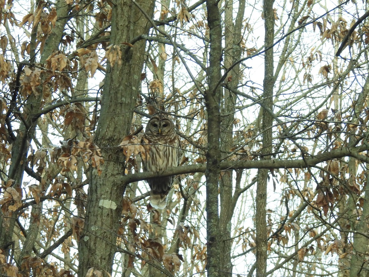 Barred Owl - Diane Bricmont