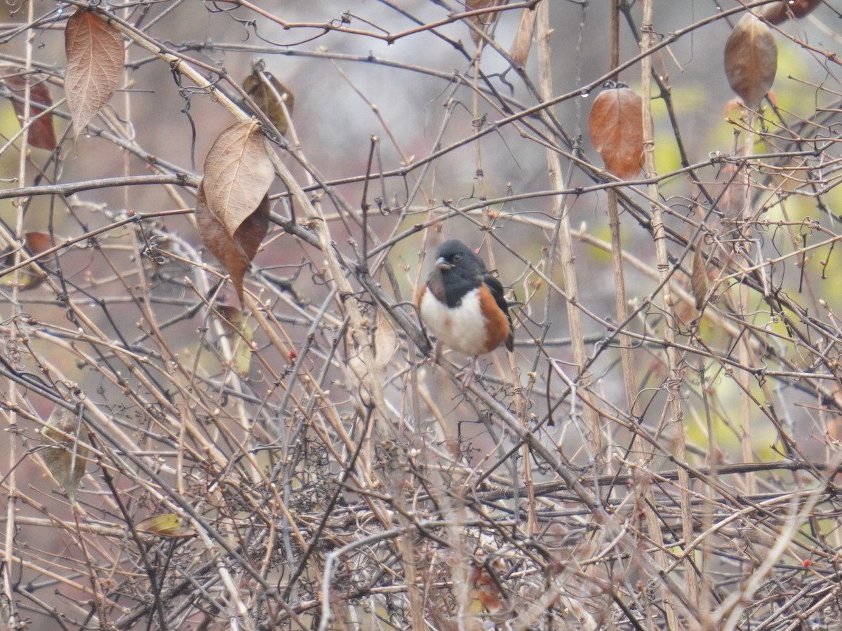 ワキアカトウヒチョウ - ML612055793