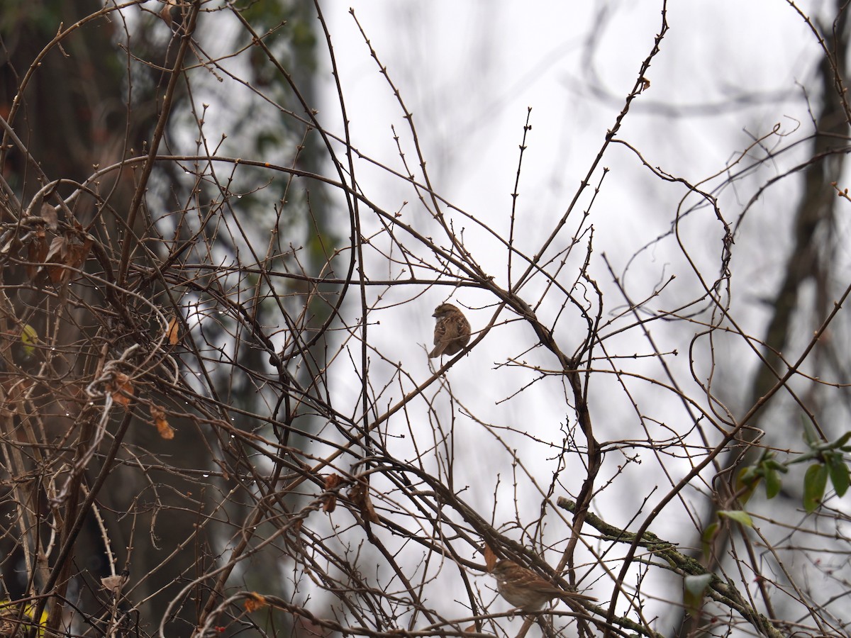 White-throated Sparrow - ML612055794