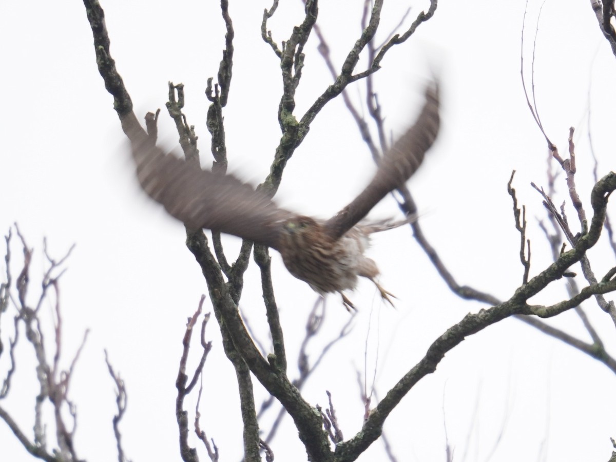 Cooper's Hawk - ML612055811