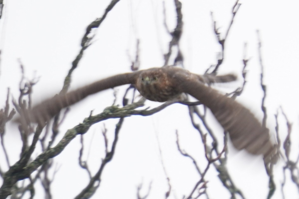 Cooper's Hawk - ML612055812