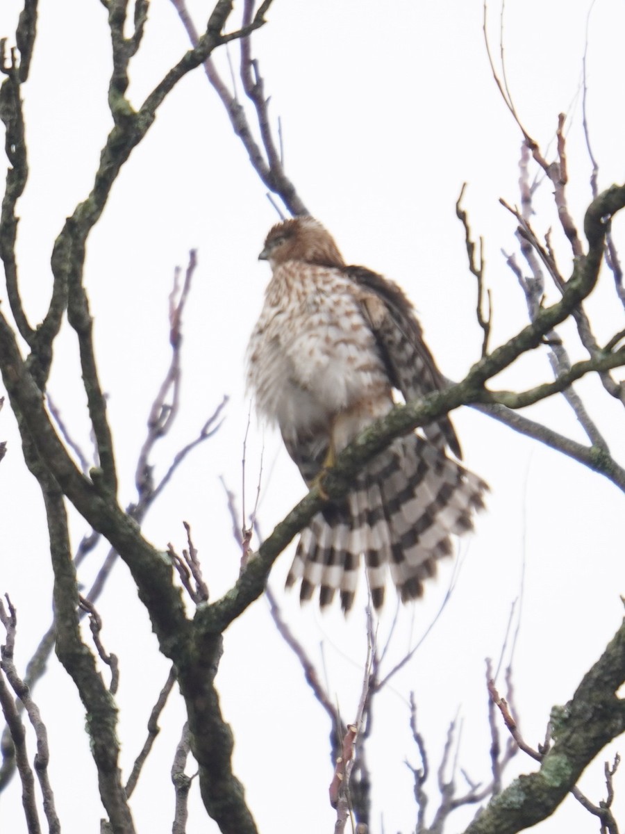 Cooper's Hawk - Ethan K