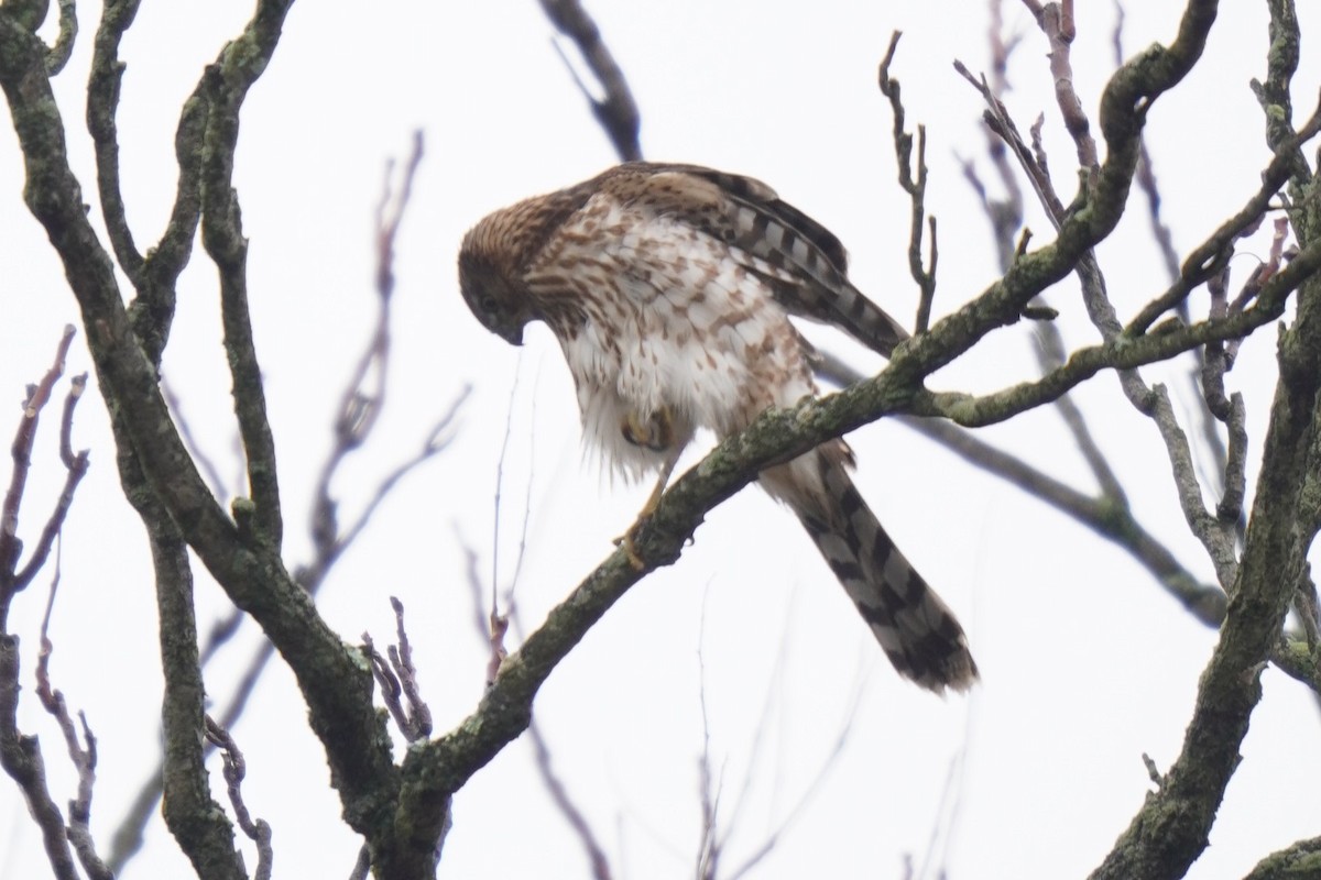 Cooper's Hawk - ML612055815