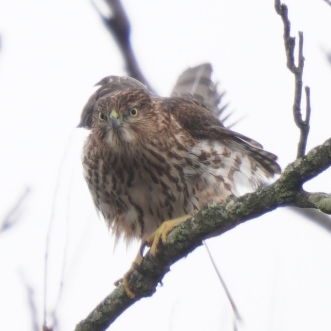 Cooper's Hawk - ML612055816