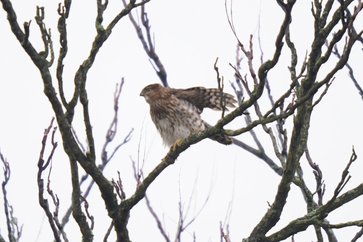 Cooper's Hawk - Ethan K