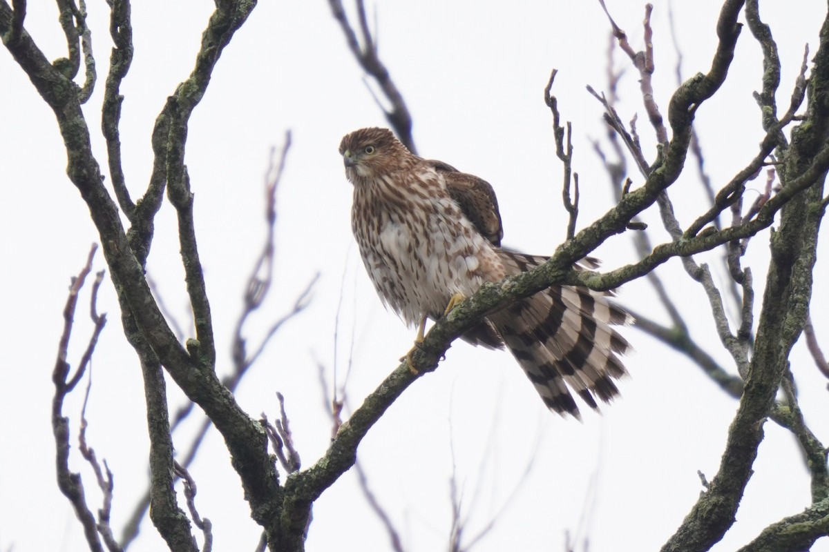 Cooper's Hawk - Ethan K