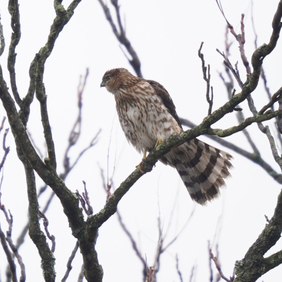 Cooper's Hawk - Ethan K