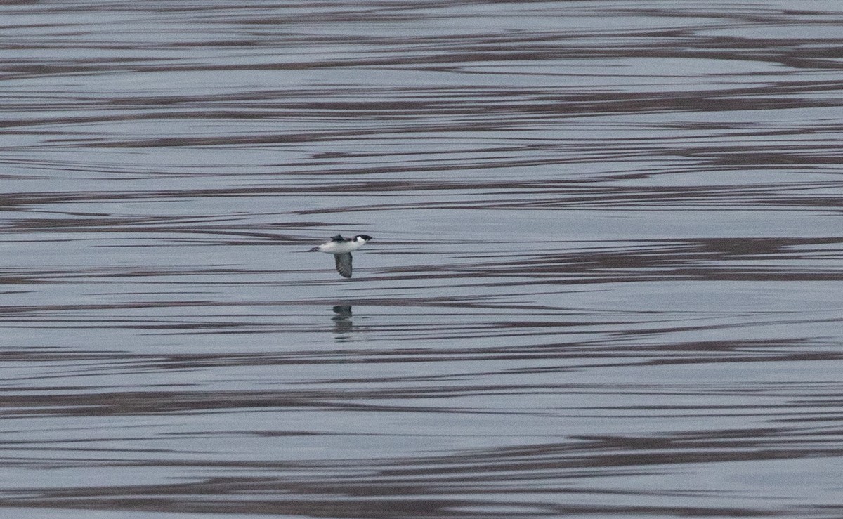 Ancient Murrelet - ML612055840