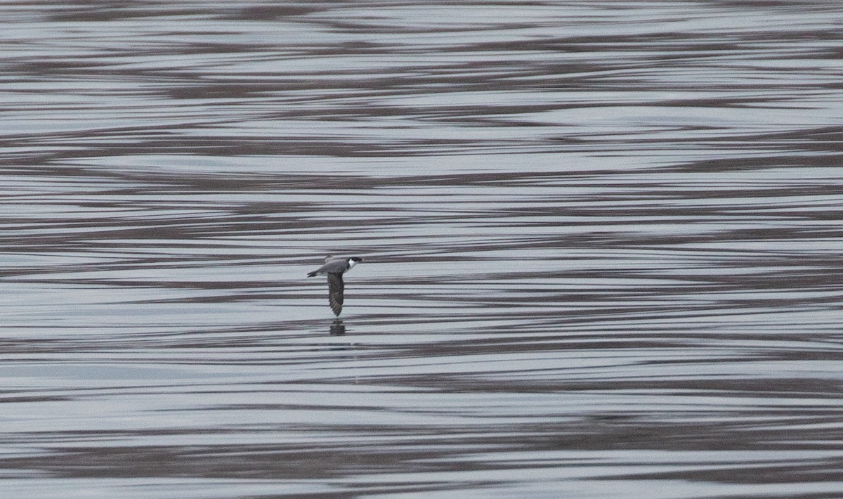 Ancient Murrelet - ML612055841
