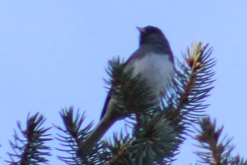 Junco Ojioscuro (hyemalis/carolinensis) - ML612055926