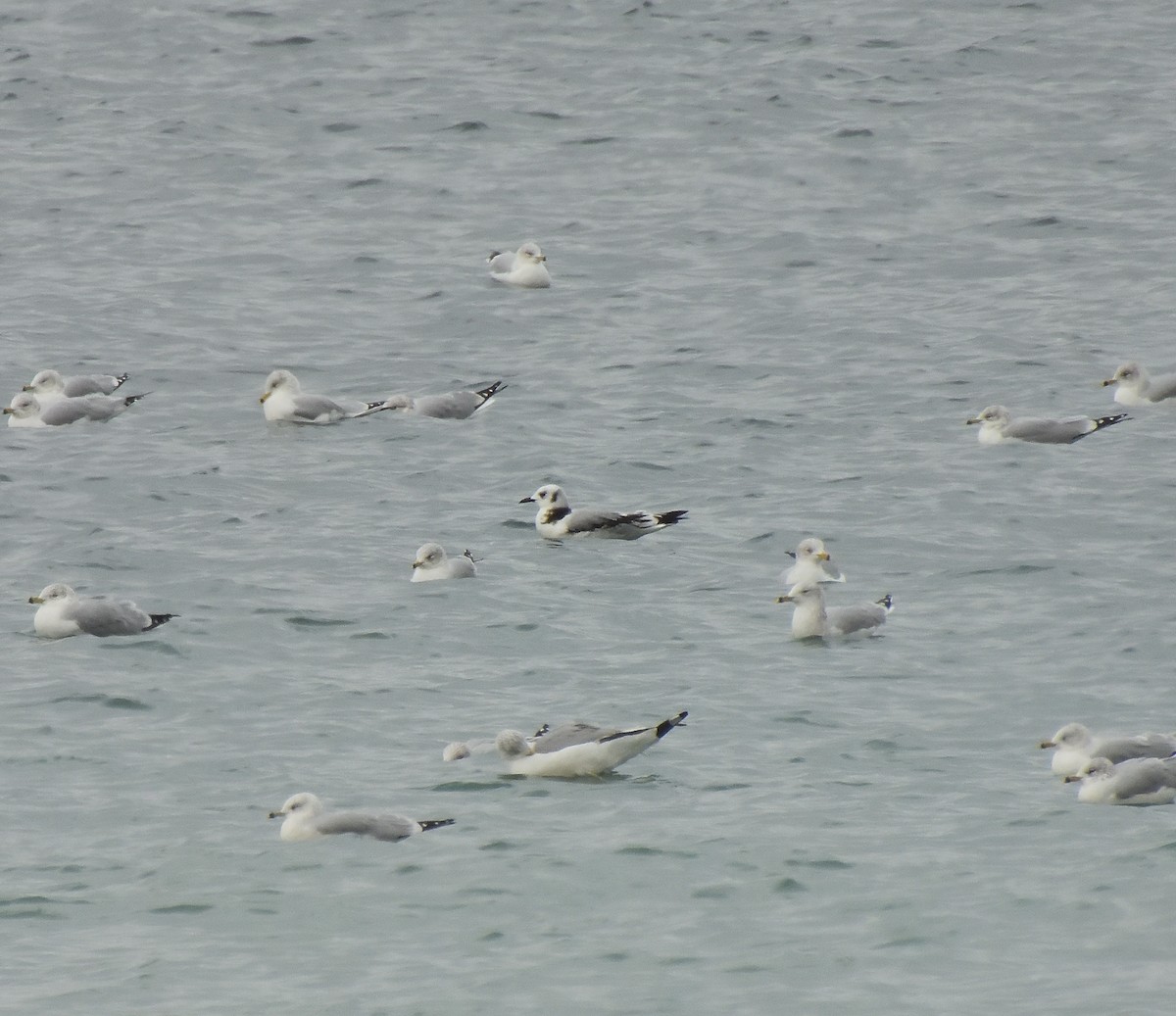 Black-legged Kittiwake - ML612055983