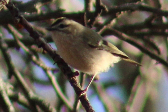 Golden-crowned Kinglet - ML612056139